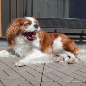 犬と暮らすための理想の住まいとは？家づくりのポイントを徹底解説！