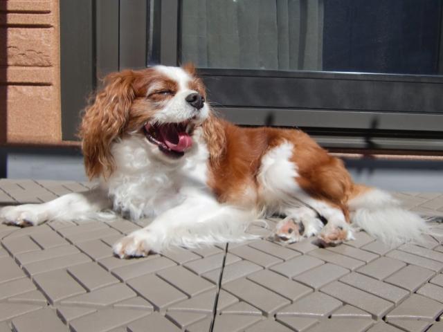 犬と暮らすための理想の住まいとは？家づくりのポイントを徹底解説！